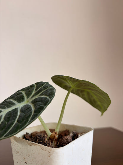 Alocasia Ninja