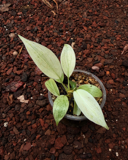 Philodendro Florida Ghost