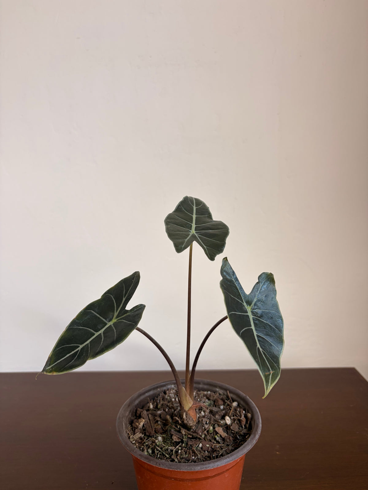 Alocasia dragon tooth