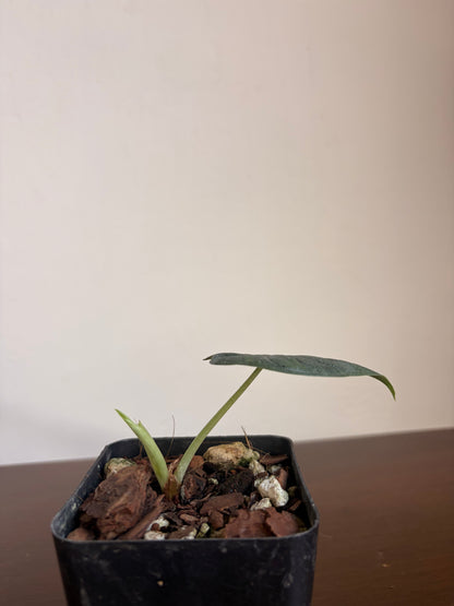Alocasia Melo