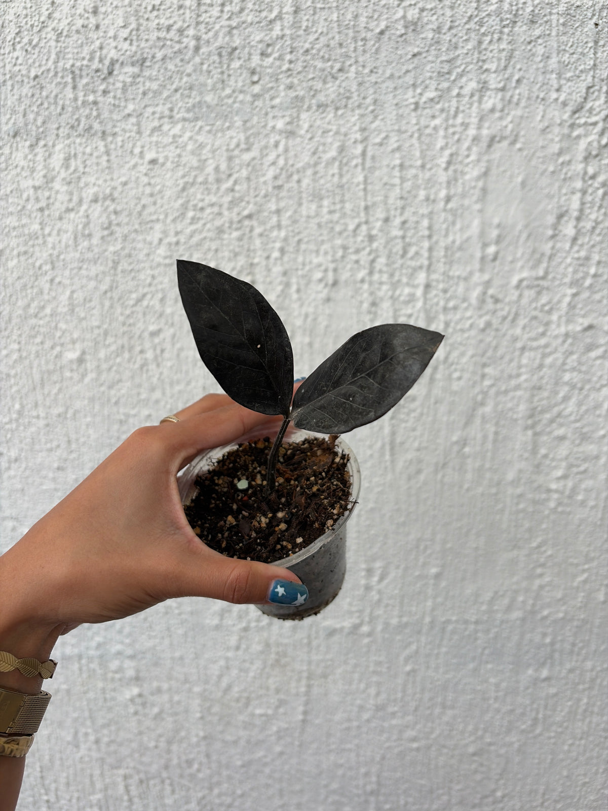 Zamioculcas 2 Variegada/ Raven