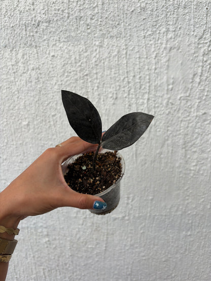 Zamioculcas 2 Variegada/ Raven