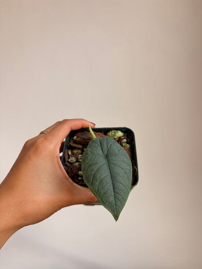 Alocasia Melo