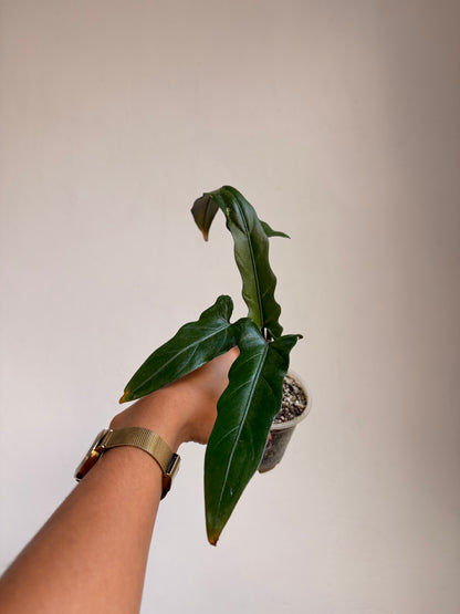 Alocasia lauterbachiana