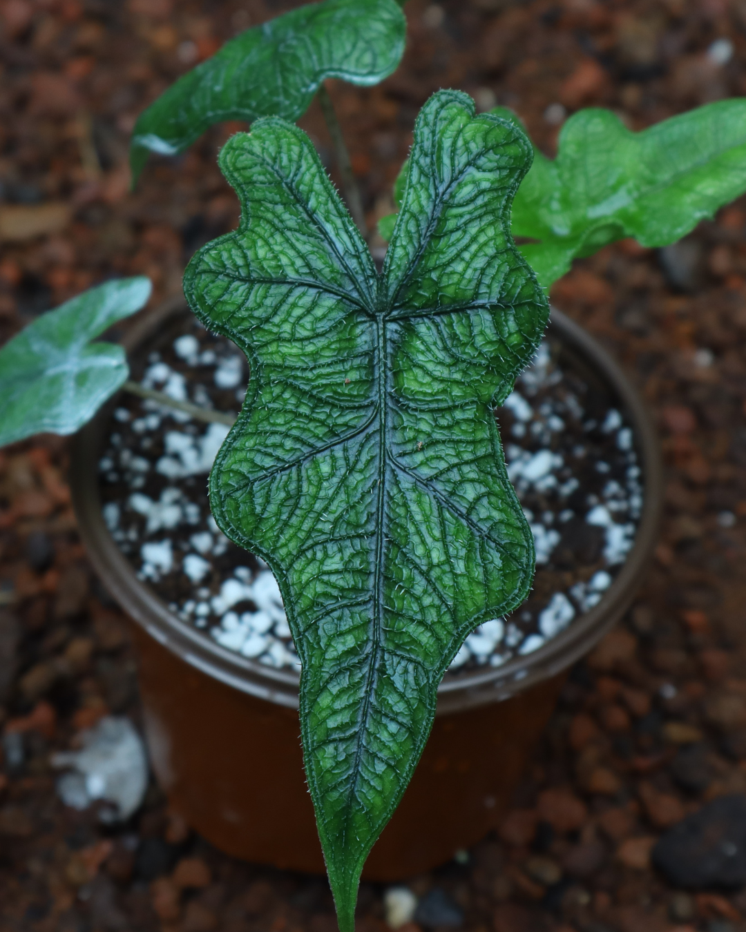 Alocasia Jacklyn