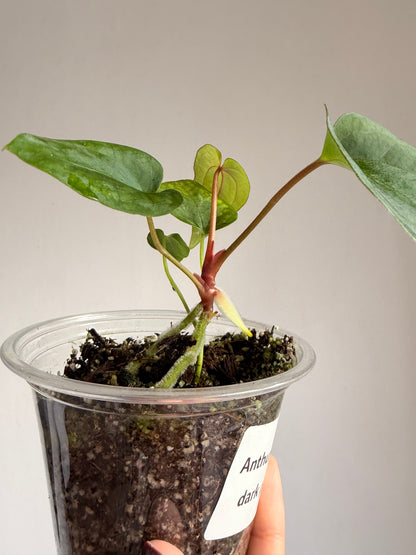 Anthurium Papi × Dark Phoenix
