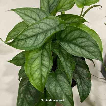 Monstera siltepecana