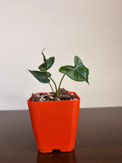 Alocasia teletubbies