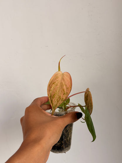 Philodendro Micans Variegado Pink