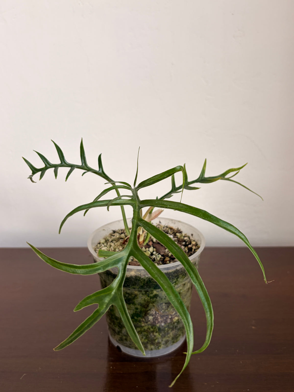 Philodendro Tortum