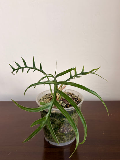 Philodendro Tortum