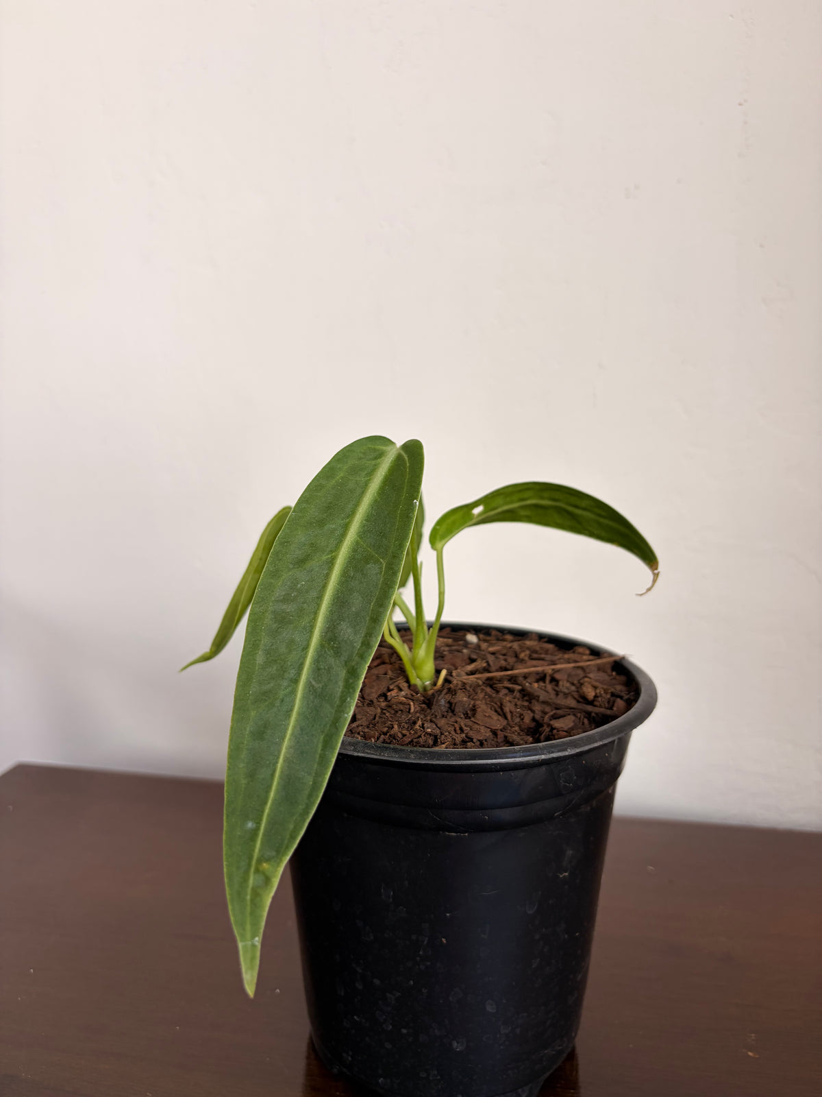 Anthurio warocqueanum
