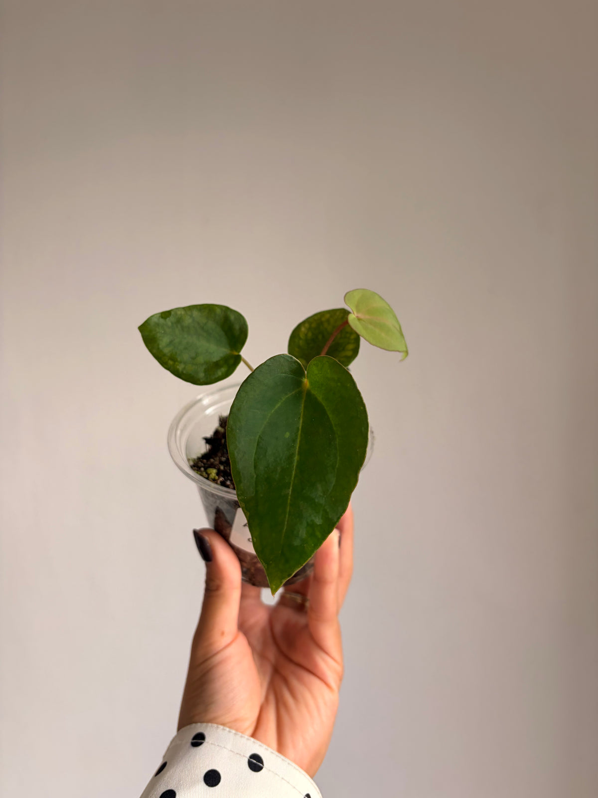 Anthurium Papi × Dark Phoenix
