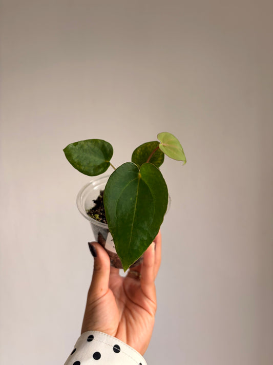 Anthurium Papi × Dark Phoenix