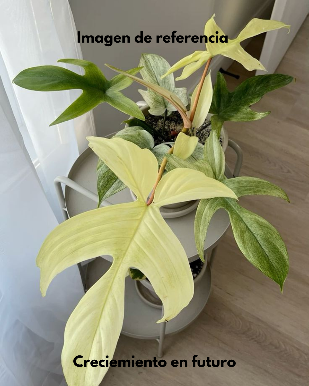 Philodendro Florida Ghost