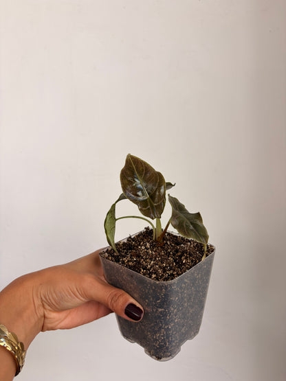 Alocasia Azlanii