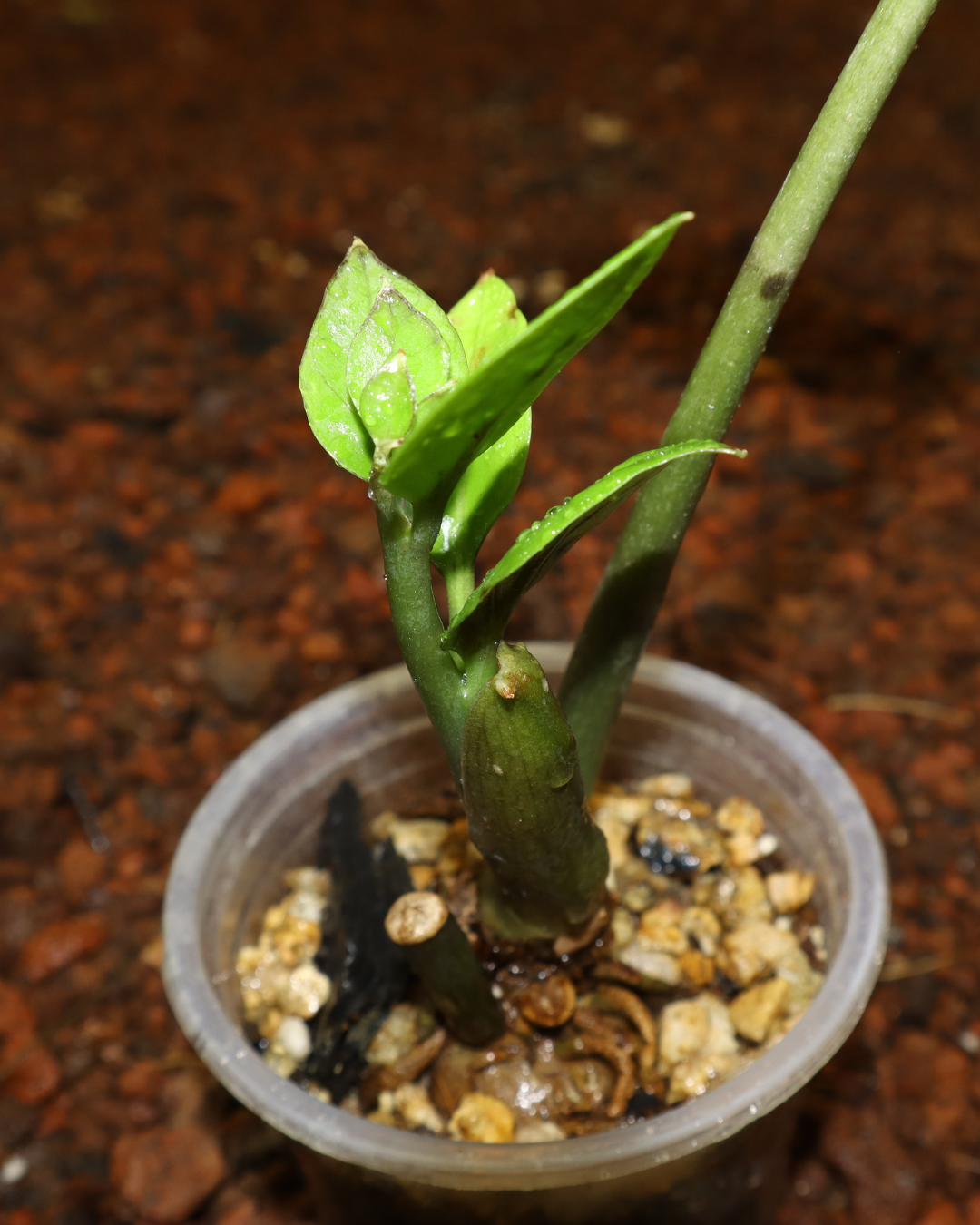 Planta ZZ #1