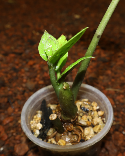Planta ZZ #1