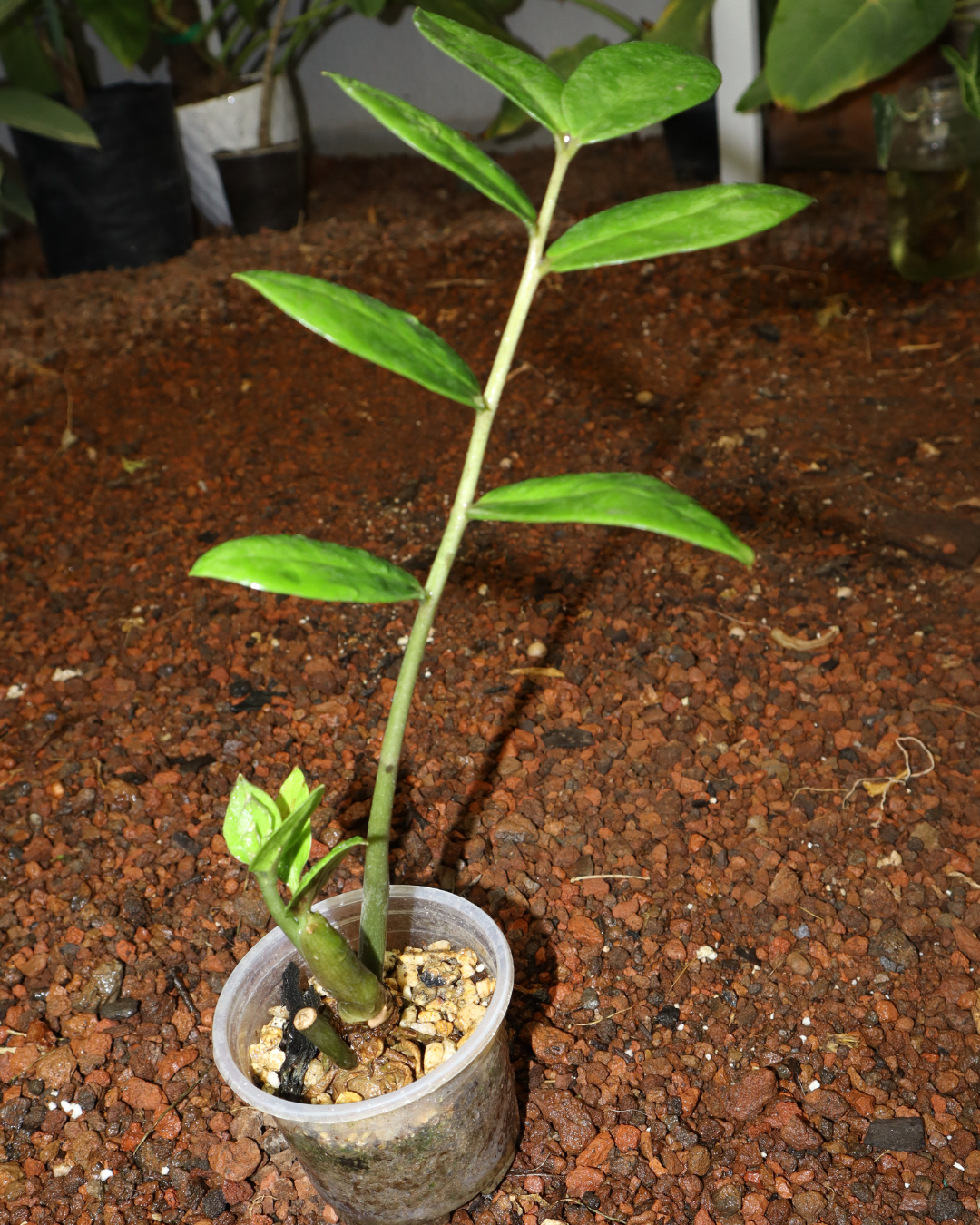 Planta ZZ #1