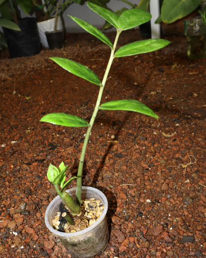 Planta ZZ #1