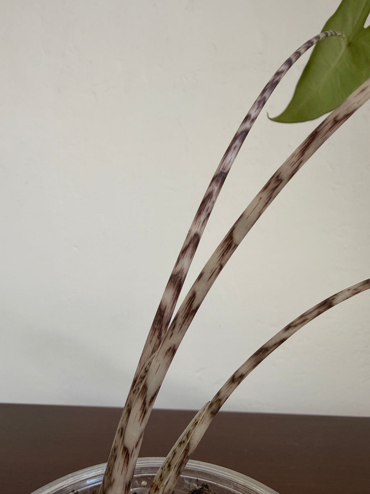 Alocasia Zebrina