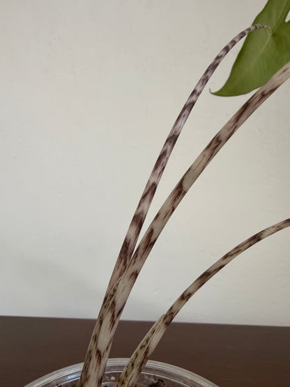 Alocasia Zebrina