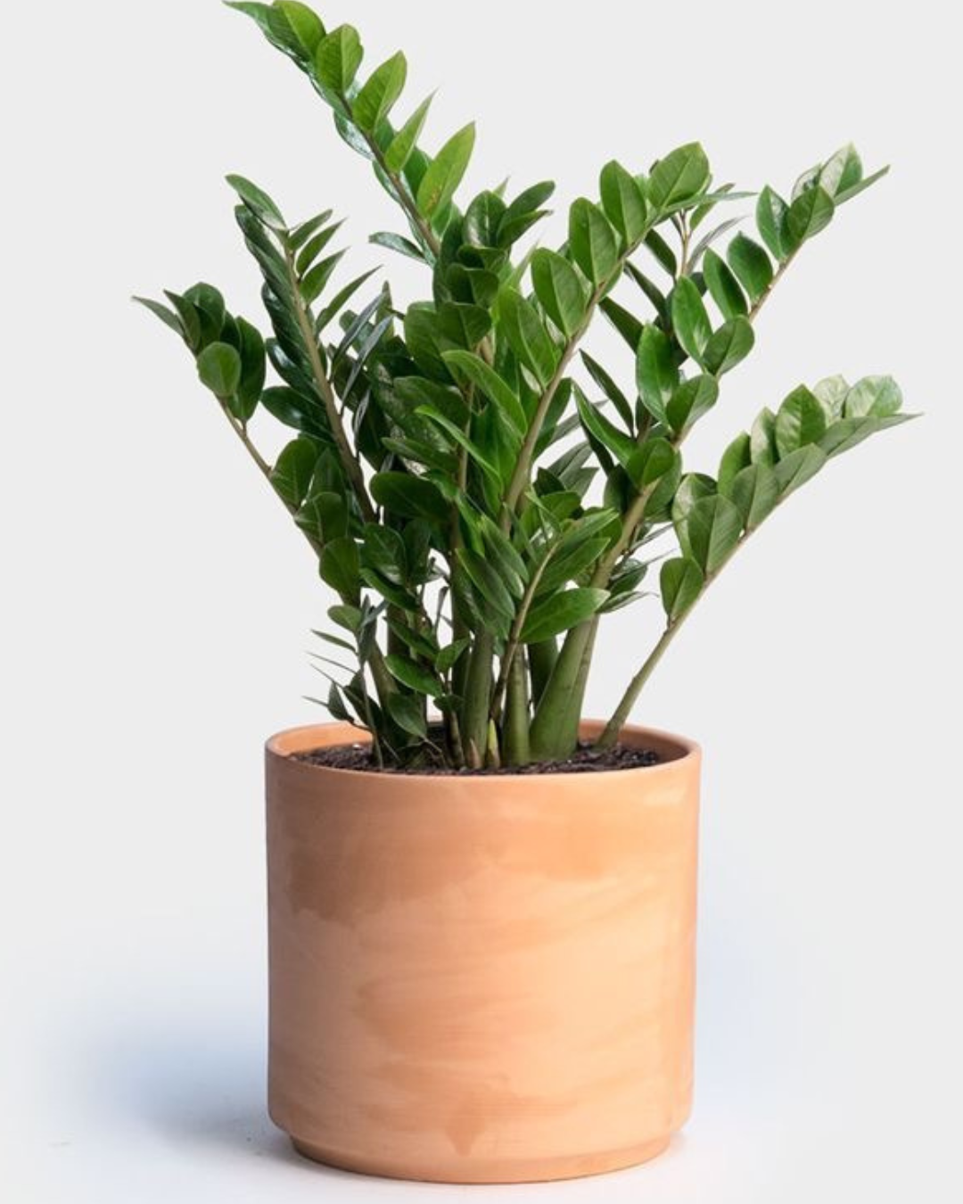 Planta ZZ #1