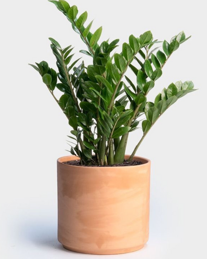 Planta ZZ #1