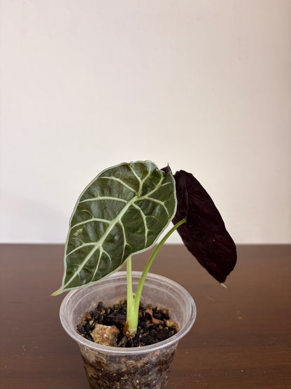 Alocasia watsoniana