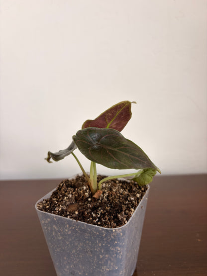 Alocasia Azlanii