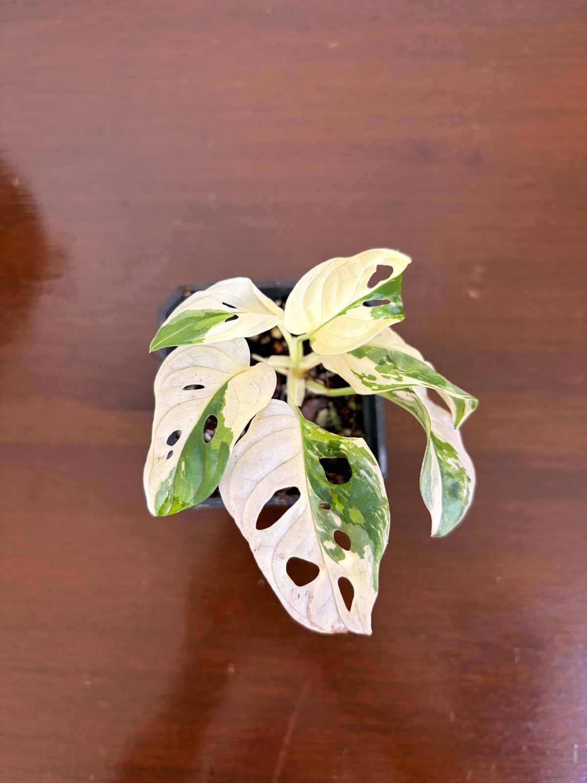 Monstera Adansonii Variegada