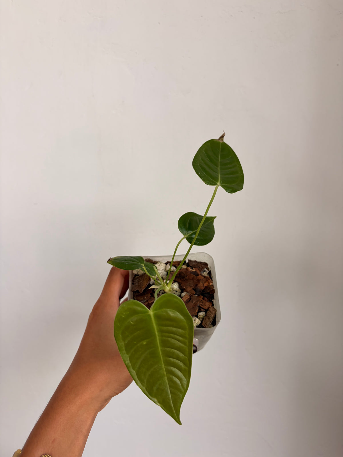 Anthurio Veitchii