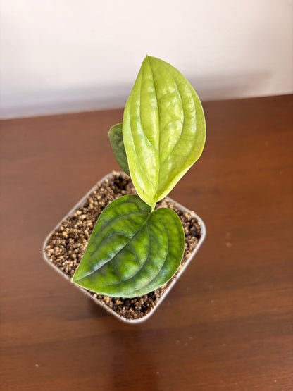 Monstera Perú