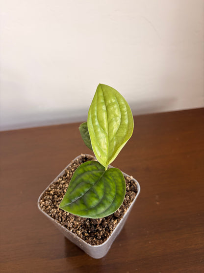 Monstera Perú