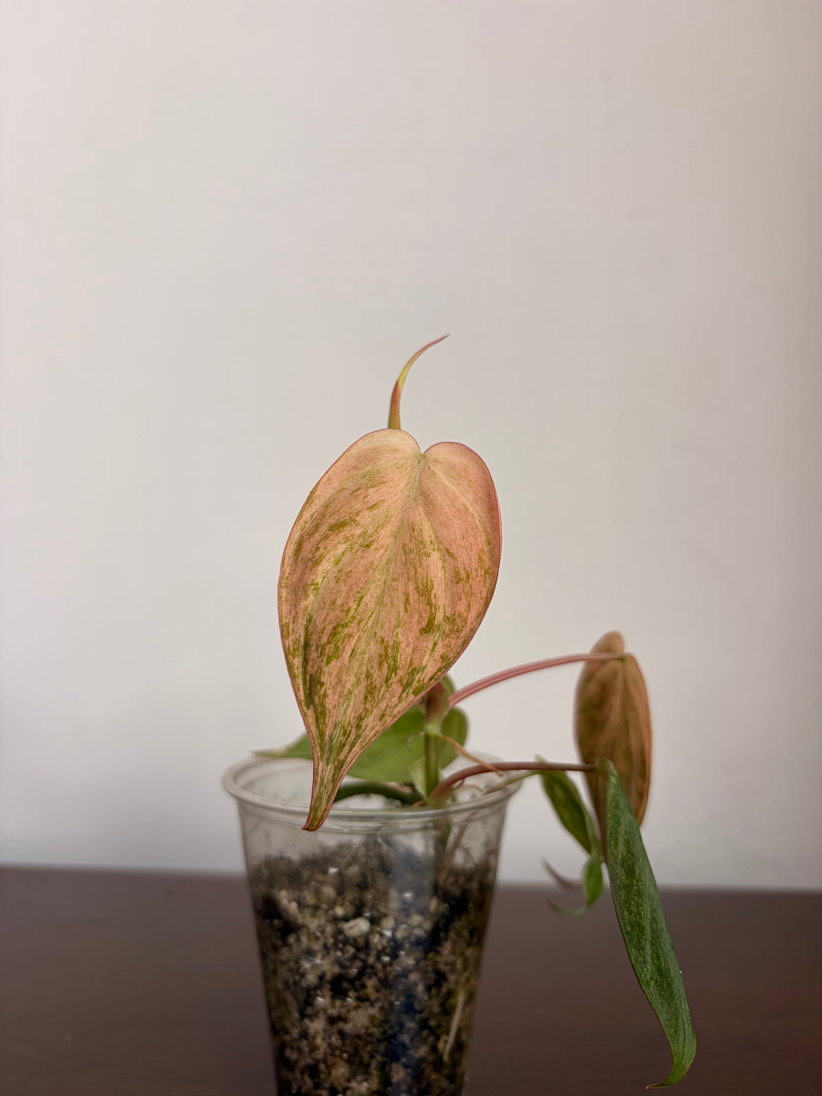 Philodendro Micans Variegado Pink