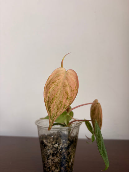 Philodendro Micans Variegado Pink