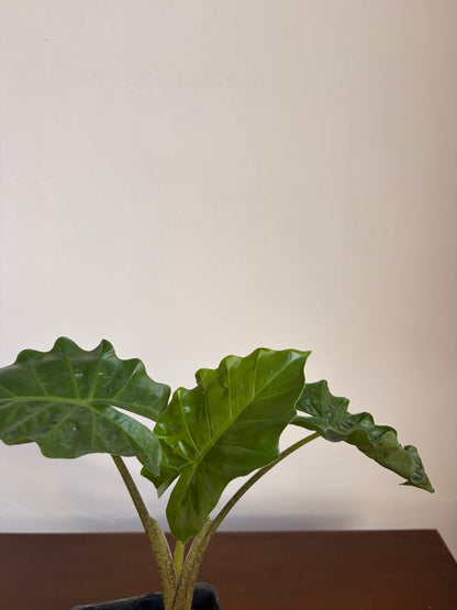 Alocasia low  rider