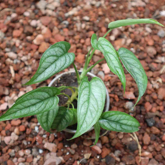 Monstera siltepecana