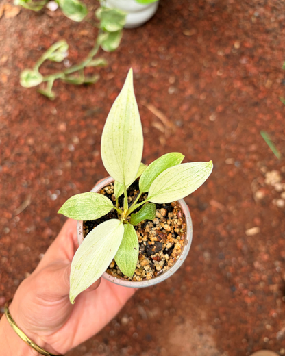 Philodendro Florida Ghost