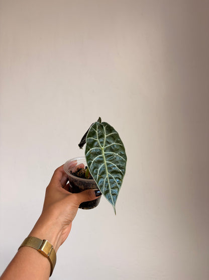 Alocasia watsoniana
