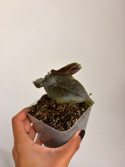 Alocasia Azlanii