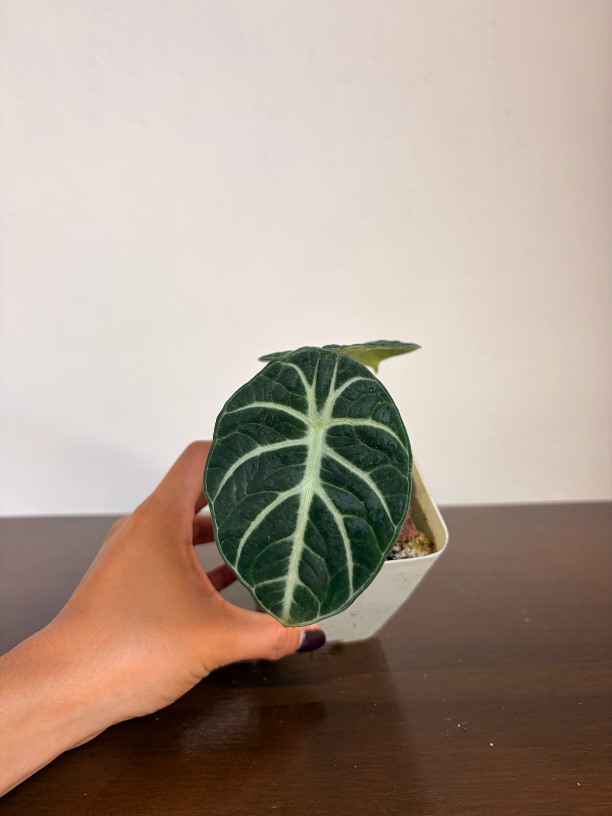 Alocasia Ninja