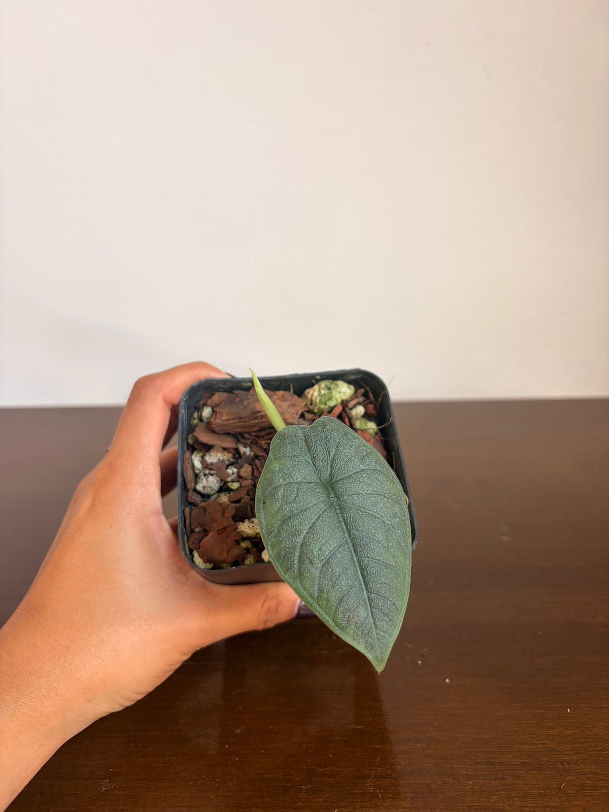 Alocasia Melo