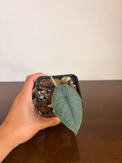 Alocasia Melo
