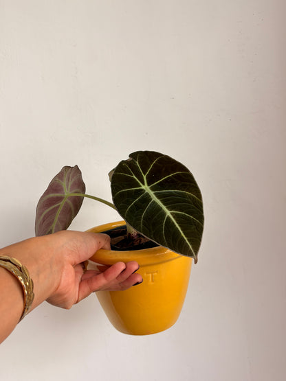 Alocasia Black Velvet
