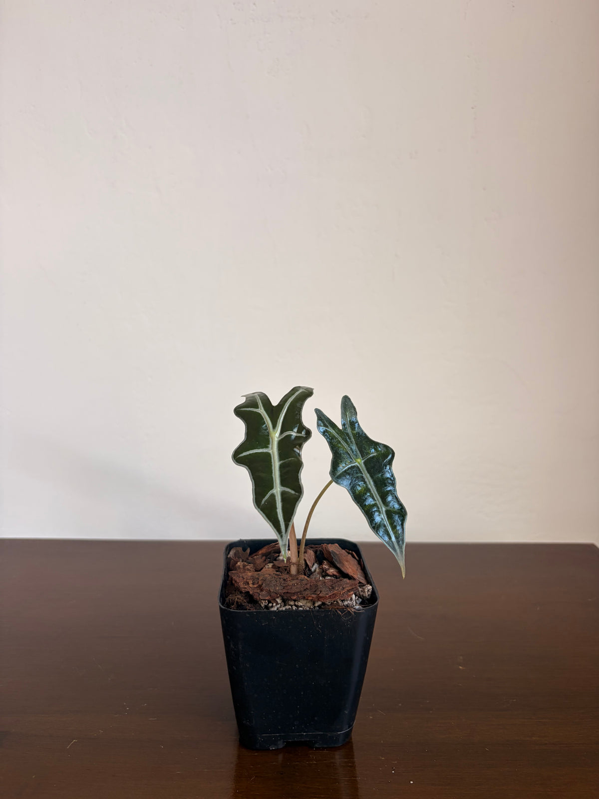 Alocasia Nobilis