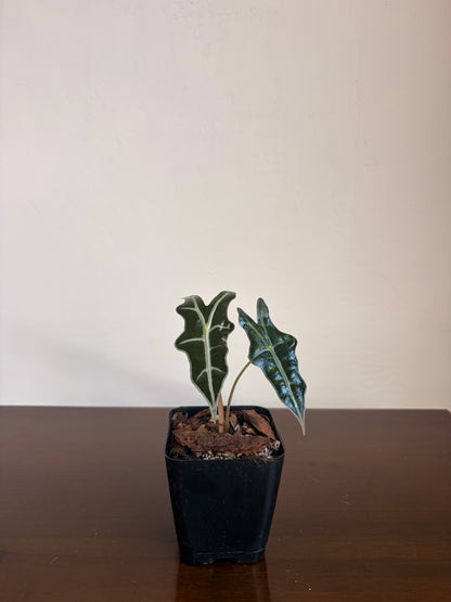 Alocasia Nobilis