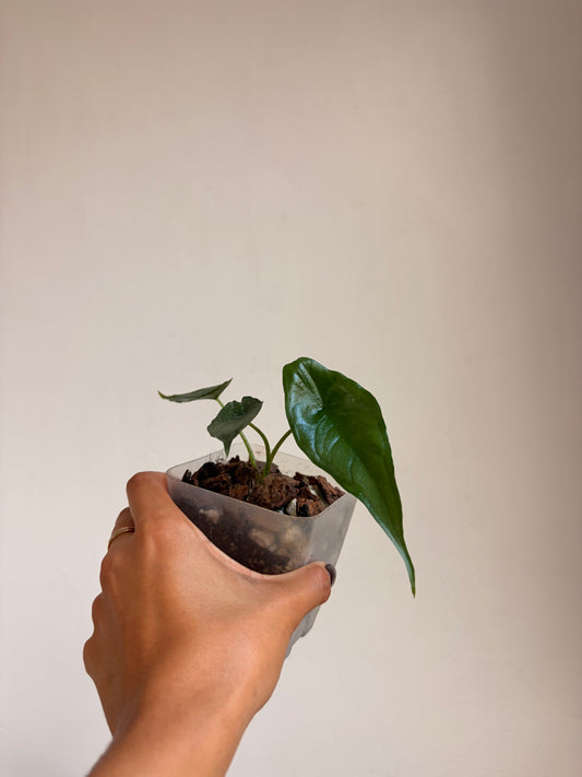 Alocasia heterophylla