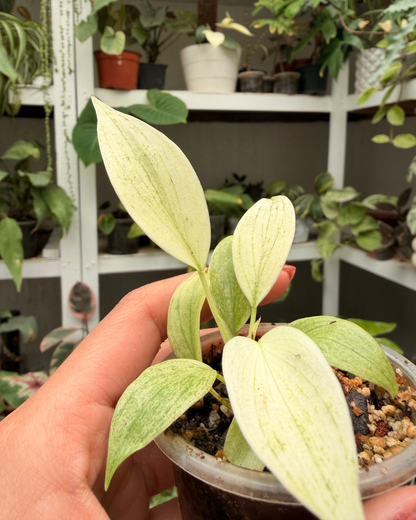 Philodendro Florida Ghost