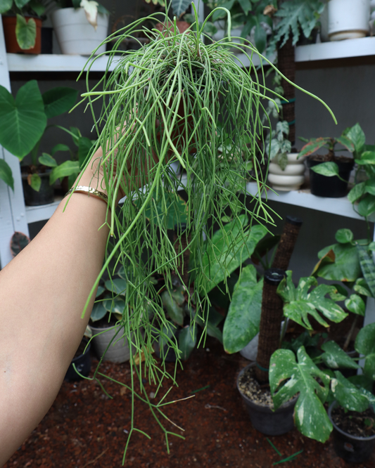 Rhipsalis